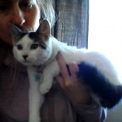 Rosie, a White, Black Domestic Shorthair Cat