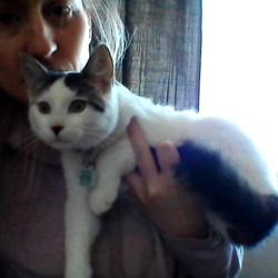 {petName}, a White, Black Domestic Shorthair Cat