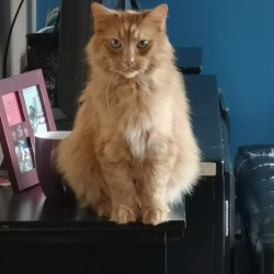 Garfield, a Orange Tabby DLH Cat