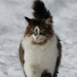 Spencer, a Grey Tabby DLH Cat